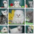 Шикарные котята. Большой выбор Шикарные (5 фотографий)